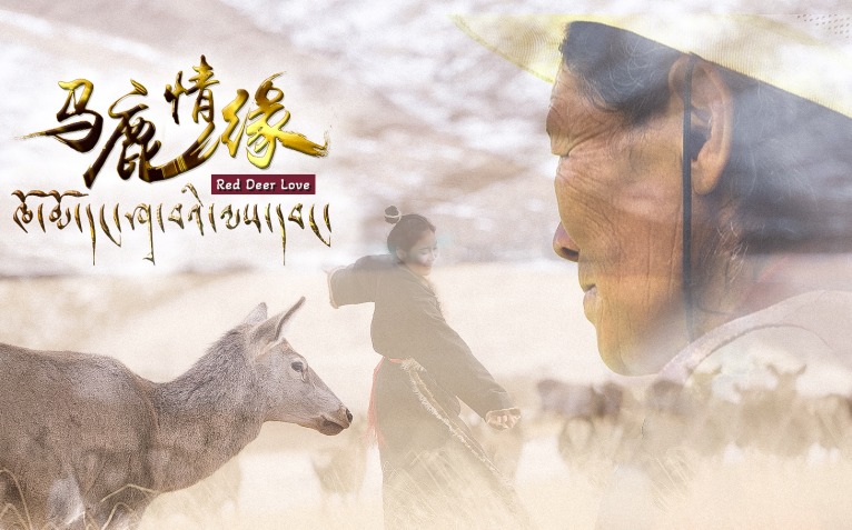 【一等獎(jiǎng)】馬鹿情緣