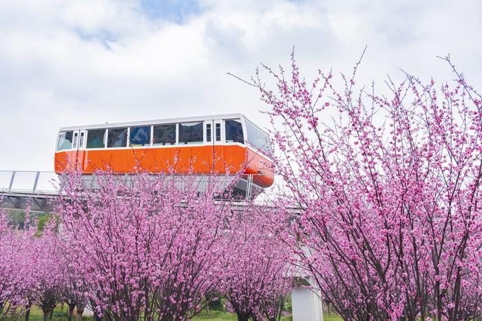 纜車穿梭“粉色花?！?宛若進(jìn)入童話世界 